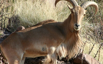 Barbary Sheep