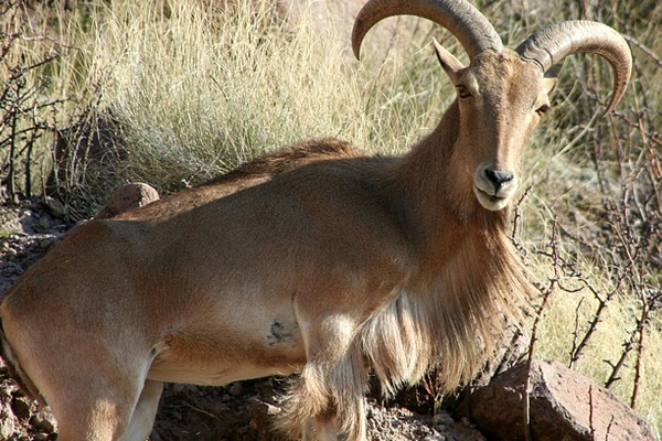 Barbary Sheep