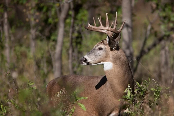 Blacktail Deer