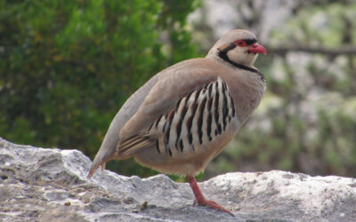 Chukar Partridge