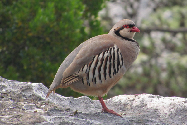 Chukar Partridge