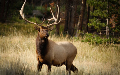 Manitoba Elk