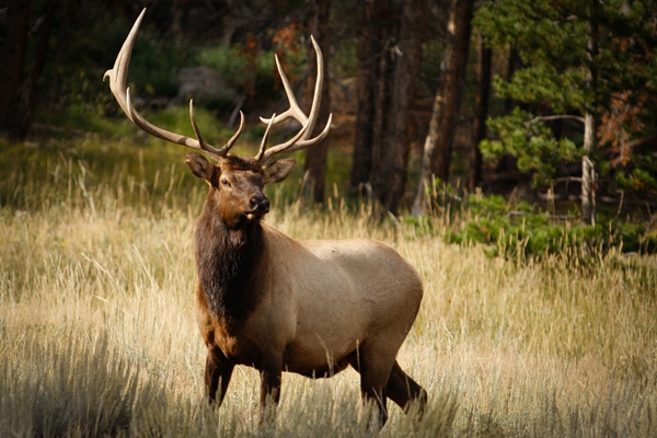 Manitoba Elk