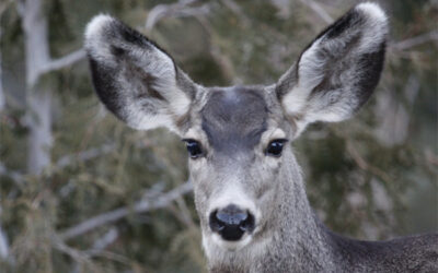 Mule Deer