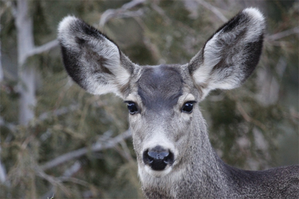 Mule Deer