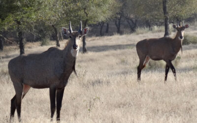 Nilgai Antelope