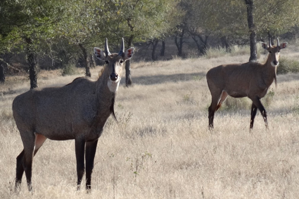 Nilgai Antelope