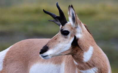 Pronghorn Antelope