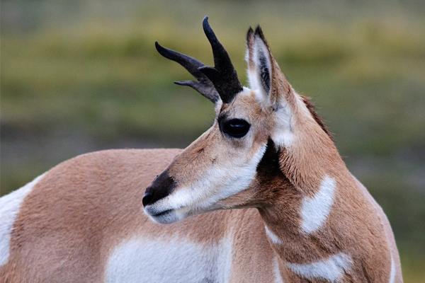 Pronghorn Antelope