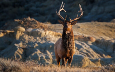 Rocky Mountain Elk