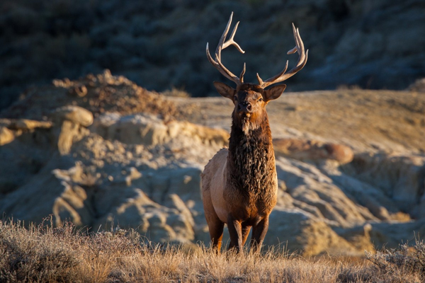 Rocky Mountain Elk