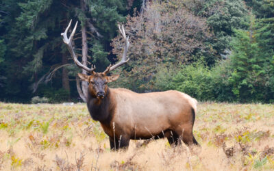 Roosevelt Elk