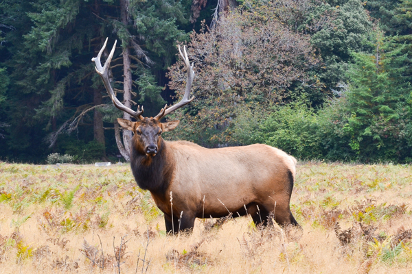 Roosevelt Elk