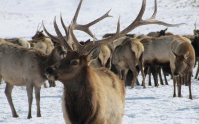 Tule Elk