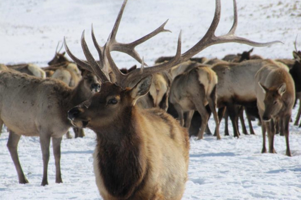 Tule Elk