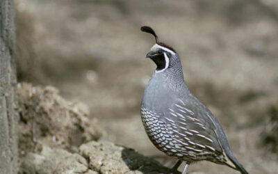 California Valley Quail