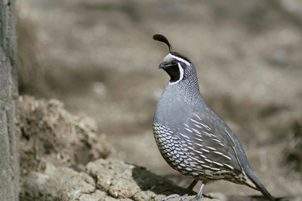 California Valley Quail