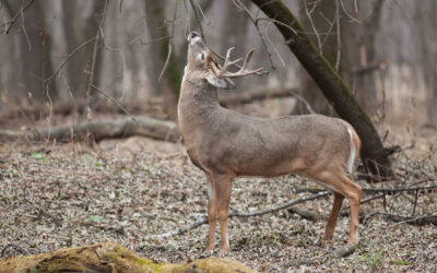 Whitetail Deer