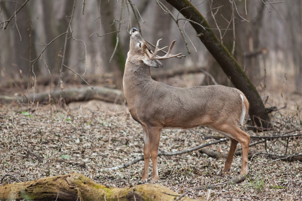 Whitetail Deer