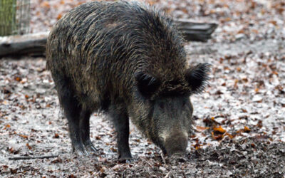 Wild Pig