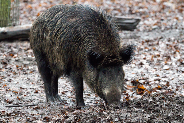 Wild Pig