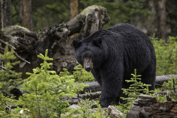 Black Bear