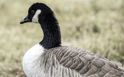 Canada Goose