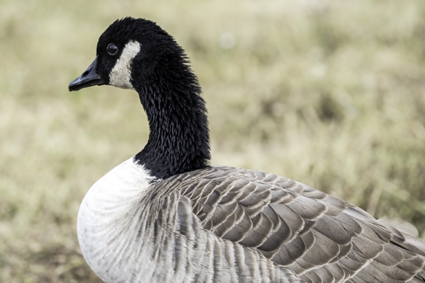 Canada Goose