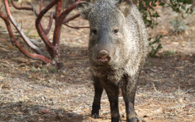 Javelina