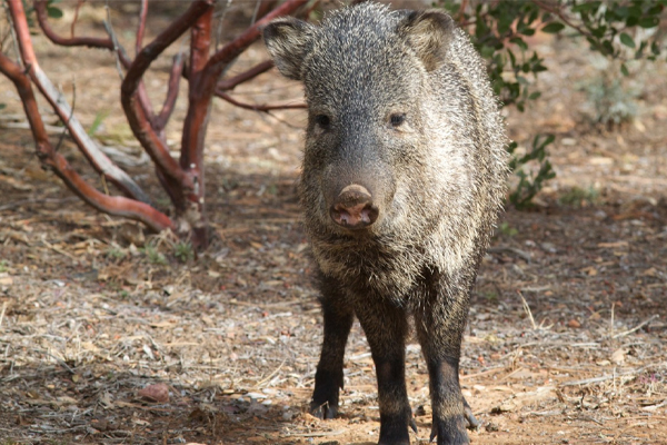 Javelina