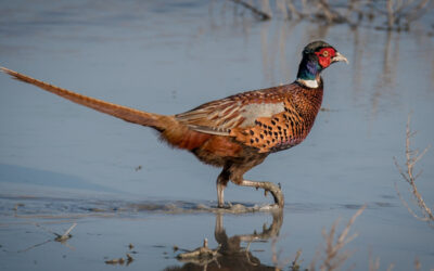 Ring-Necked Pheasant