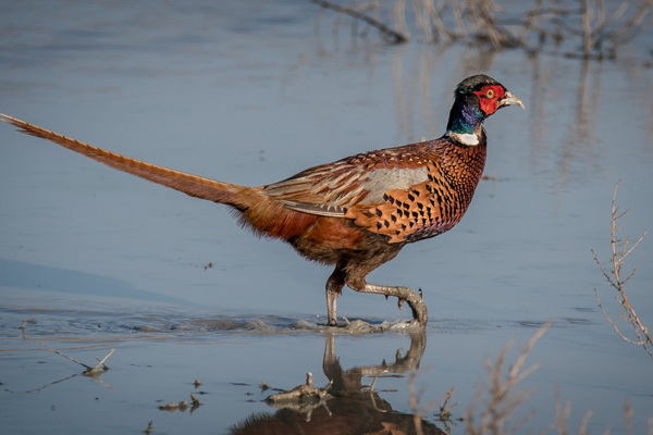 Ring-Necked Pheasant