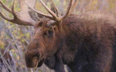 Shiras Moose