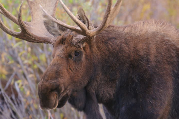 Shiras Moose