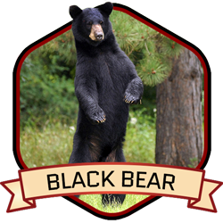 Black Bear