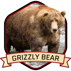 Grizzly Bear