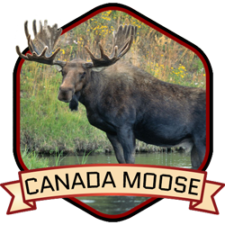 Moose