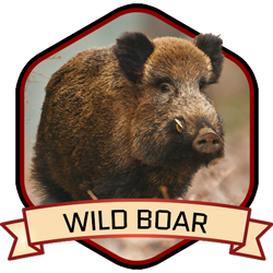 Wild Boar