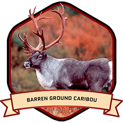 Barren Ground Caribou