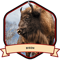 Muskox