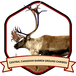 Barren Ground Caribou