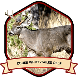 Coues White-tailed Deer