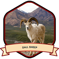 Dall Sheep