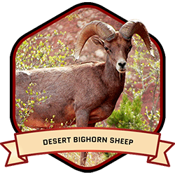 Dall Sheep