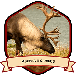 Barren Ground Caribou