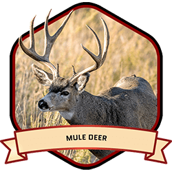 Mule Deer