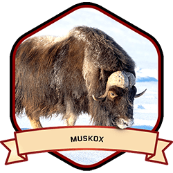 Muskox