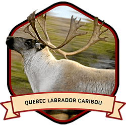 Barren Ground Caribou