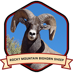 Rocky Mountain Bighorn Sheep