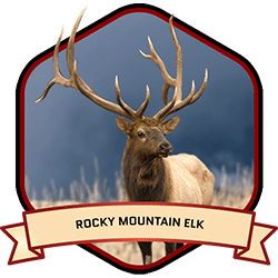 Rocky Mountain Elk